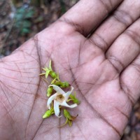 Anthoshorea stipularis (Thwaites) P.S.Ashton & J.Heck.